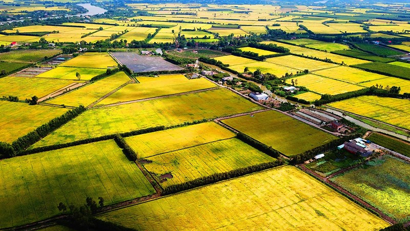 Image result for ảnh các ruộng lúa