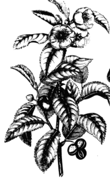 https://upload.wikimedia.org/wikipedia/commons/thumb/f/f0/Tea_plant_drawing.png/220px-Tea_plant_drawing.png