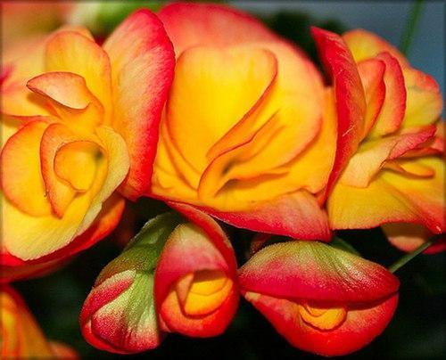Tuyển tập 16 loài hoa đẹp nhất thế giới