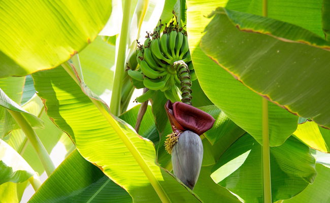 Bananier (Musa)